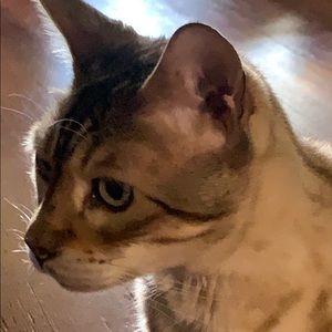 Meet your Posher, Lindy